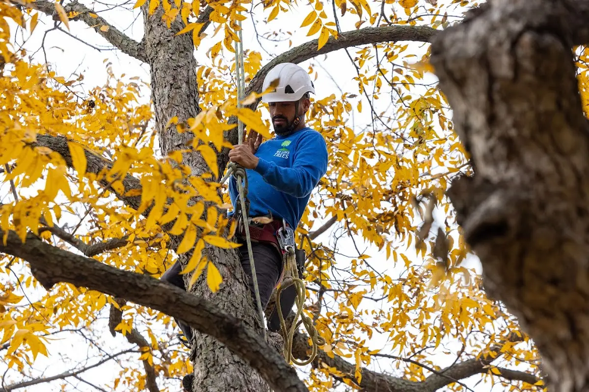 Skilled Tree Planing crew working in Vancleve